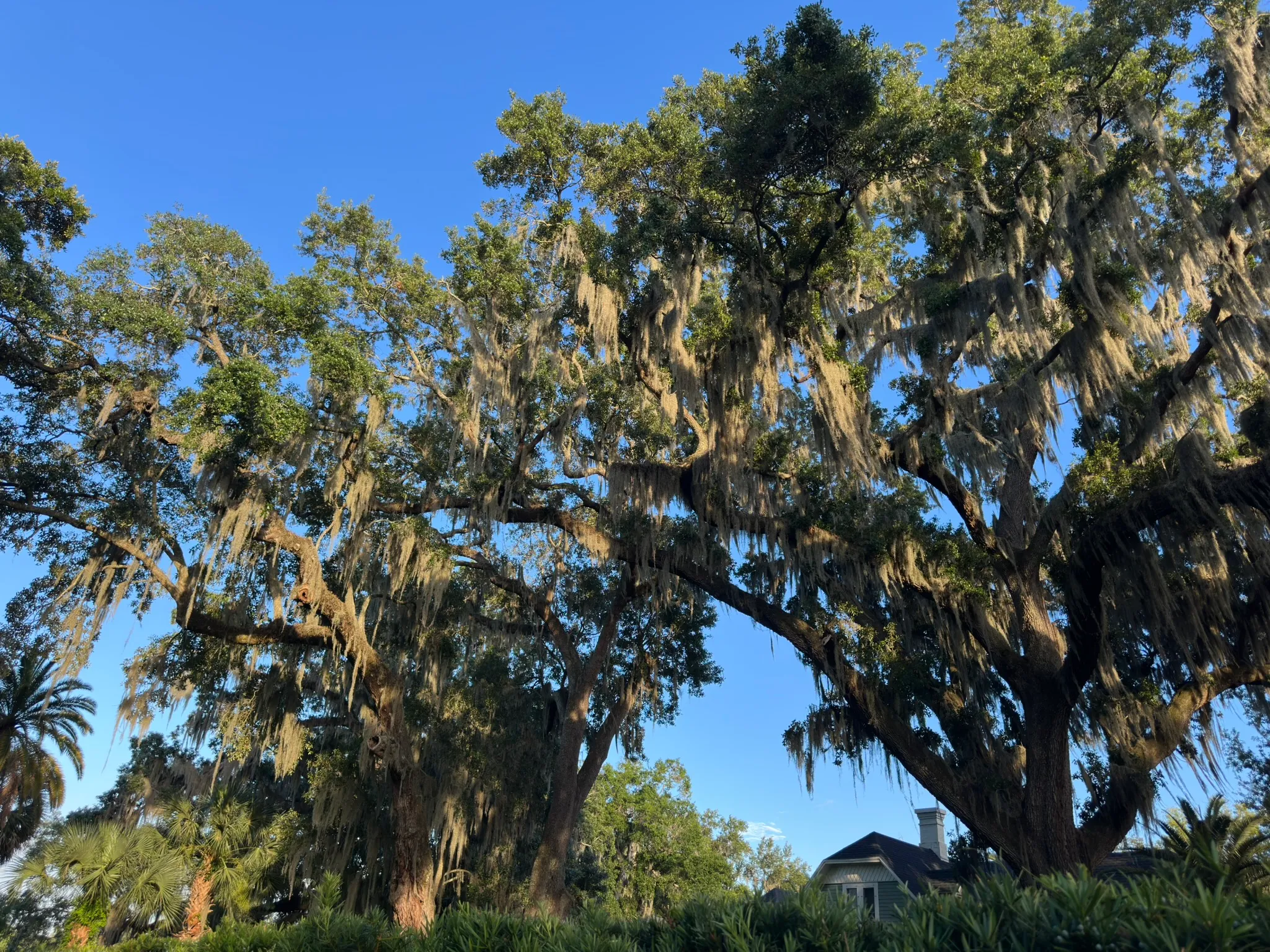 Live oaks line a Lake Cherokee neighborhood street, their crowns forming an overhead canopy