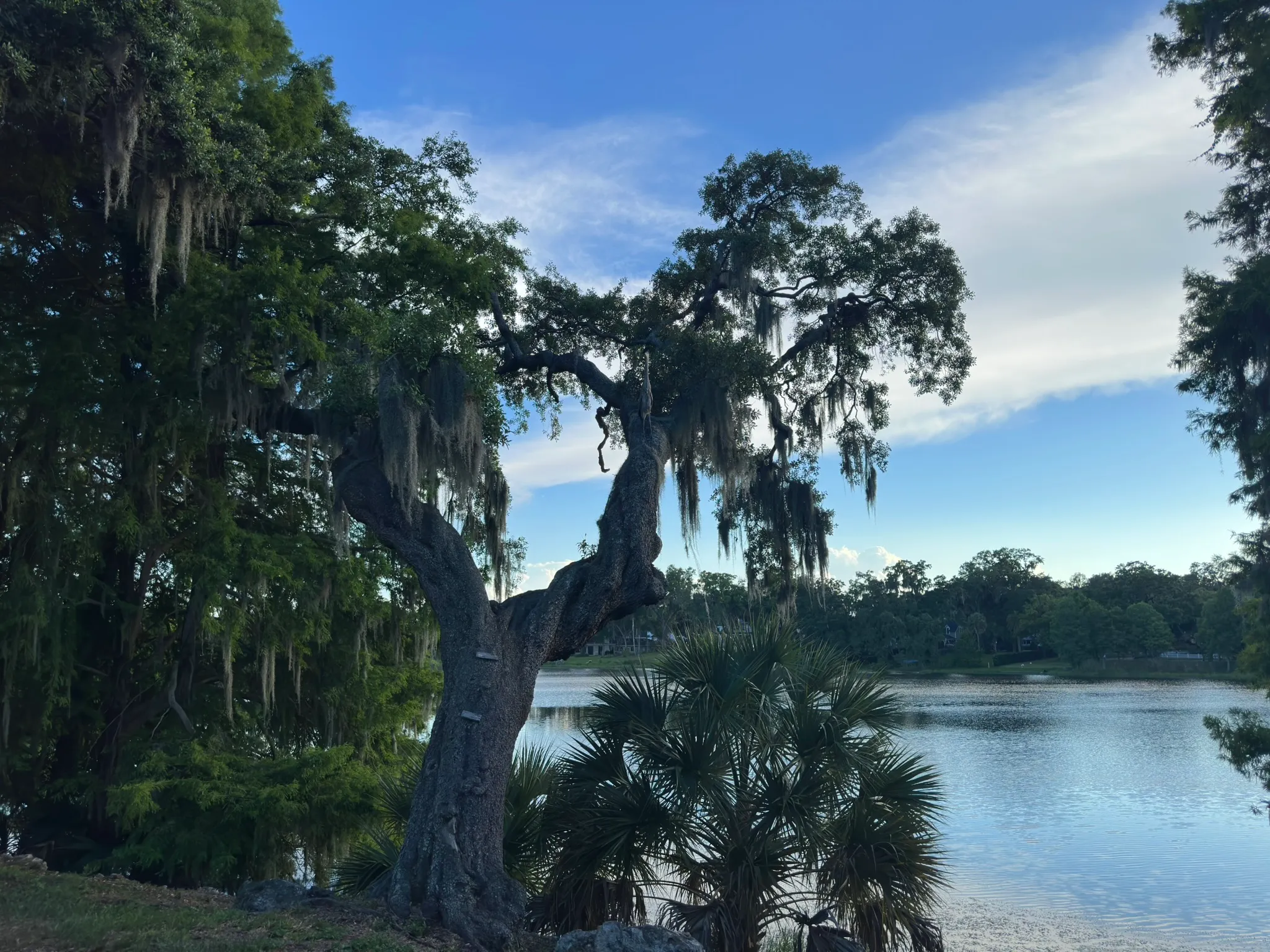 A gnarled live oak draped with Spanish moss at the edge of Lake Cherokee, the lake's surface visible behind