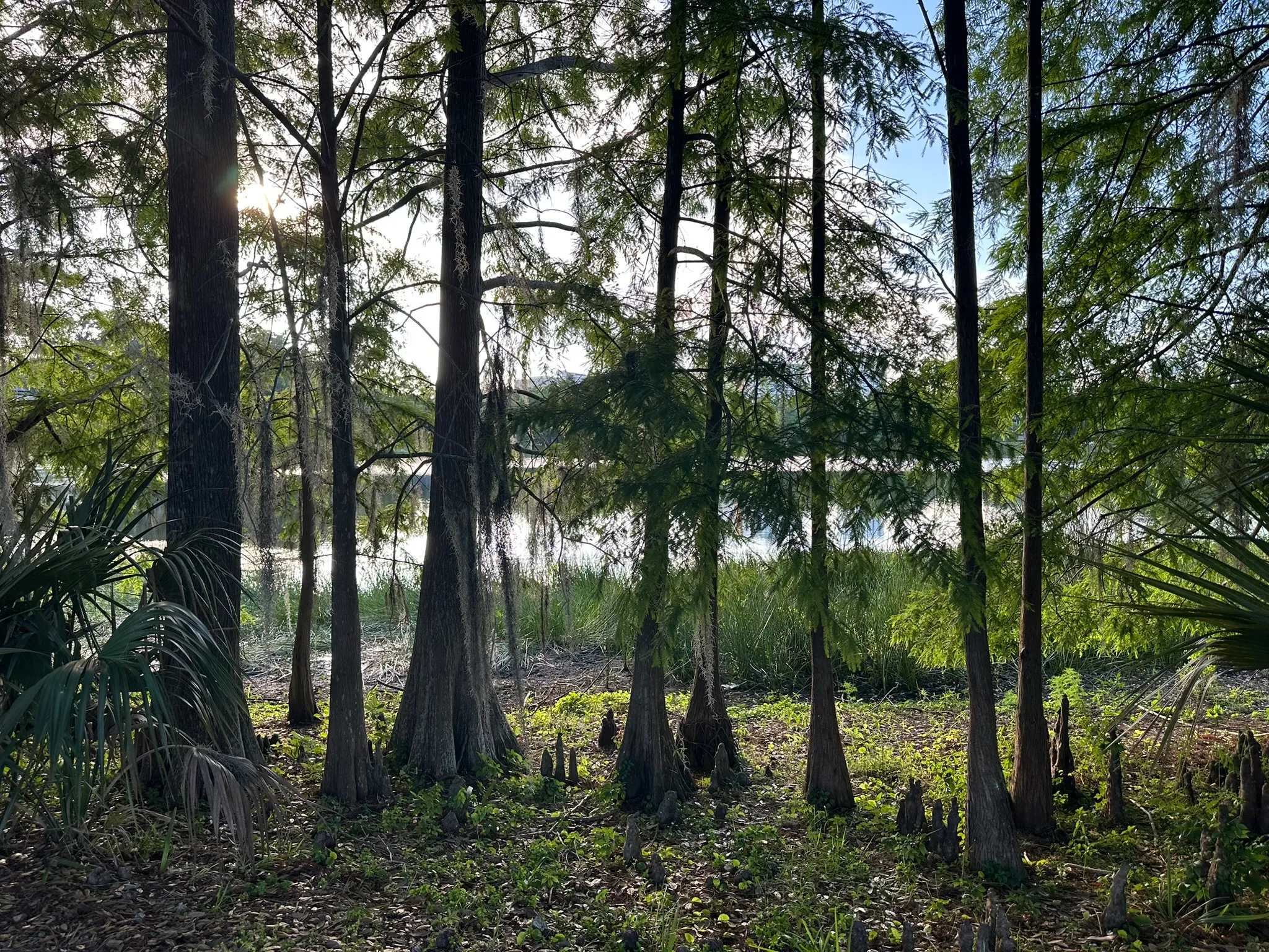 Bald cypress trees at the edge of Lake Cherokee, sun filtering through their needles