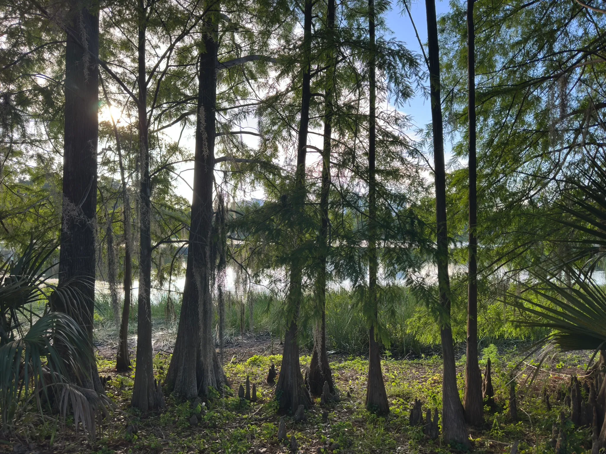 Bald cypress trees at the edge of Lake Cherokee, sun filtering through their needles