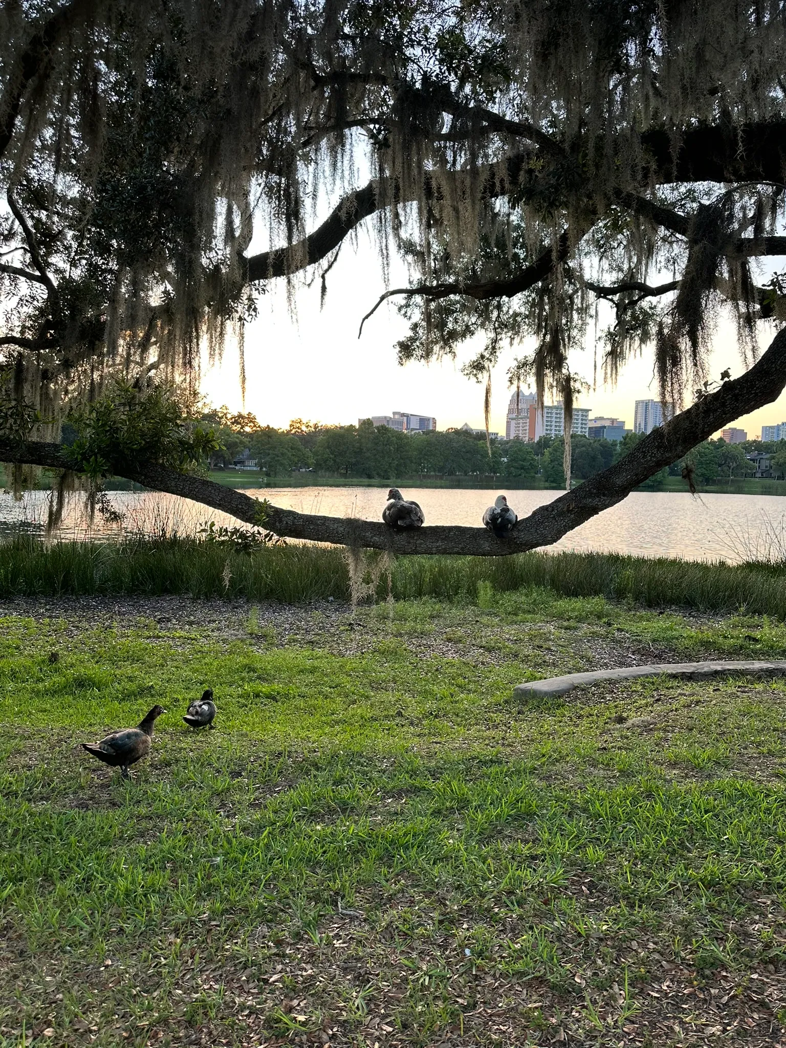 Ducks on the surface of Lake Cherokee near the shoreline
