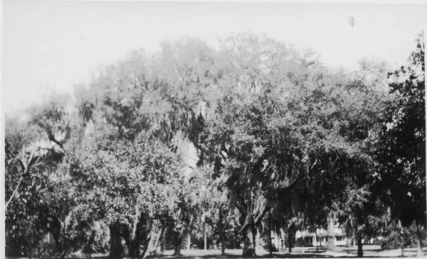 Live oaks draped with Spanish moss along Lake Cherokee in a 1932 photograph — the moss-laden branches arching over the water, a single overhead canopy of leaves and Spanish moss